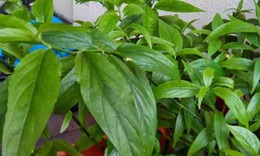 3 bài thuốc chữa bệnh từ cây xương khỉ