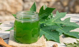 7 lợi ích sức khỏe khi uống nước lá đu đủ 3 lần một tuần