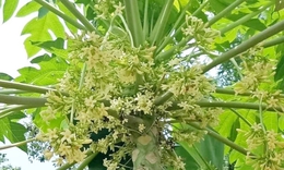 Hoa đu đủ đực: Công dụng chữa bệnh và cách dùng