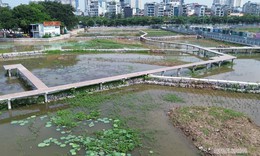 Cải tạo 3 hồ Sen thành bãi lọc tự nhiên, tăng chất lượng nước hồ Tây