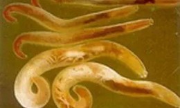 Phát hiện 2 lượt dương tính với giun đầu gai ở Khánh Hòa, bác sĩ cảnh báo nguy cơ từ món ăn khoái khẩu
