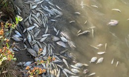 Làm rõ nguyên nhân cá chết bất thường trên các sông ở Quảng Trị