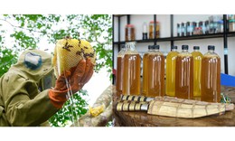 Mẹo phân biệt mật ong thật và giả đơn giản ngay tại nhà
