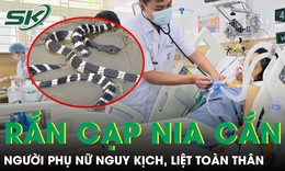 Bị rắn cạp nia cắn, người phụ nữ liệt toàn thân 