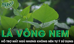 Loại lá quen thuộc được dùng hỗ trợ mất ngủ nhưng không nên tự ý sử dụng kẻo rước hoạ 