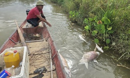 Cá chết trắng lồng trên sông Lam