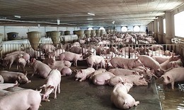 TPHCM đặt mục tiêu chủ động kiểm soát dịch bệnh động vật giai đoạn 2026-2030
