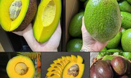 Một loại bơ vỏ tím lịm, cơm vàng dẻo kẹo, có thể nặng tới cả kg/quả đang được các chị em thi nhau ‘săn đón’