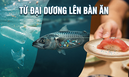 Rác thải nhựa và hạt vi nhựa đang thâm nhập vào cơ thể con người như thế nào?