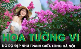 Con đường hoa tường vi đẹp như tranh giữa Hà Nội vào mùa nở rộ, ai đi qua cũng phải ngoái nhìn