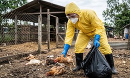 Mắt đỏ có thể là dấu hiệu đầu tiên mắc H5N1 sau khi tiếp xúc gia cầm nhiễm bệnh