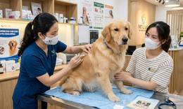 Không tiêm phòng vắc-xin dại cho thú cưng, chủ vật nuôi sẽ chịu mức phạt rất cao
