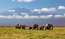 Kenya mở điều tra khẩn việc 15 con voi rừng chết 'bất đắc kỳ tử'