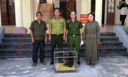 Người dân Hải Phòng giao nộp nhiều động vật quý hiếm
