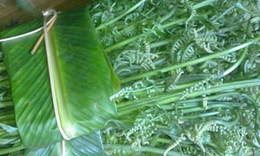 Loại rau dại trước bỏ đi nay là đặc sản giá 200.000 đồng/kg được người Trung Quốc xem là 'rau trường thọ', sang tận nơi để thu mua