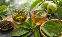 Lá ổi hay trà xanh làm chậm quá trình lão hóa hơn?