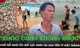 Hơn 6 tấn ốc hương trị giá 1,2 tỷ đồng trôi ra biển, chủ hộ nuôi đứng nhìn bất lực: ‘Giờ khóc cũng không được’