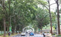 Ở nơi 'rừng trong phố', ra khỏi nhà gặp cây xanh