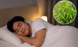 5 cách dùng lá đinh lăng cho người mất ngủ