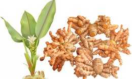 25 bài thuốc từ củ nghệ theo kinh nghiệm dân gian