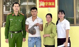 Tê tê quý hiếm 'đi lạc' giữa phố