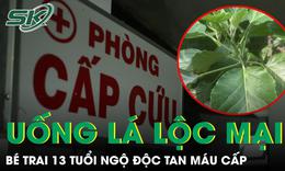Nghe mách cho trẻ uống lá lộc mại chữa táo bón, bé trai 13 tuổi ngộ độc tan máu cấp 