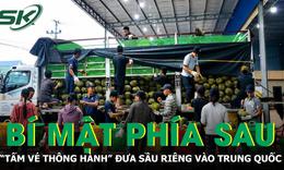 
Bí mật phía sau "tấm vé thông hành" đưa sầu riêng Việt Nam xuất khẩu sang Trung Quốc