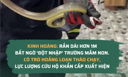 Rắn dài hơn 1m bò thẳng vào lớp học mầm non, cô trò hoảng loạn tháo chạy