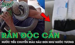 Đang quét sân, người đàn ông bị rắn độc cắn, nước tiểu bất ngờ chuyển màu nâu đen
