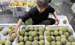 Loại na đặc sản mọc trên núi đá có gì đặc biệt mà được nhiều người tiêu dùng tìm mua đến vậy?