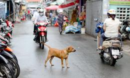 Dắt chó ra đường không rọ mõm bị phạt bao nhiêu tiền?