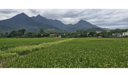 Thủ tục giao đất và giao rừng, cho thuê đất và cho thuê rừng