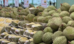 Sầu Black Thorn và Musang King có gì đặc biệt mà cả hai đều có giá 'siêu' đắt trên thị trường?
