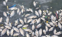 Cá chết hàng loạt ở hồ Bồng Sơn - Hà Tĩnh