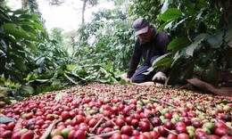 Giá cà phê trong nước đi ngược thế giới