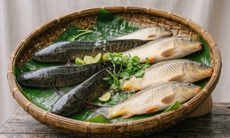 6 mẹo chọn cá tươi ngon và an toàn