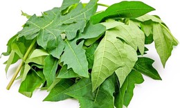 Lá đu đủ có chữa được ung thư không?