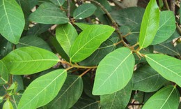 4 cách dùng lá sung hỗ trợ tiêu hóa