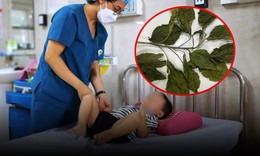 Chữa táo bón bằng lá lộc mại, bé trai 2 tuổi sốt cao, vàng da cấp cứu