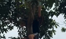 Khách Tây hào hứng nhặt trứng, trèo cây, dân mạng Việt bồi hồi nhớ tuổi thơ