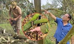 12 ha sầu riêng chết sau gần 2 tháng mưa, nhiều hộ dân Gia Lai mất tiền tỷ