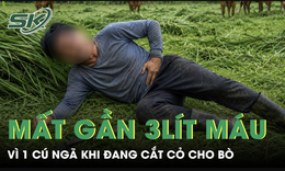 Đang cắt cỏ cho bò, người đàn ông ngã một cú mất gần 3 lít máu