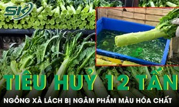Trung Quốc tiêu hủy gần 12 tấn ngồng xà lách bị ngâm phẩm màu hóa chất
