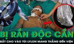 Bị rắn cạp nia cắn, người đàn ông bắt cho vào túi nylon mang thẳng đến viện