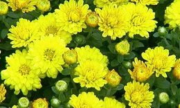 B&#224;i thuốc trị tăng huyết &#225;p