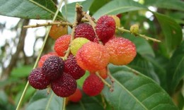 Công dụng của dâu rượu