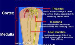 Những t&#225;c dụng bất lợi khi d&#249;ng furosemid