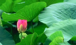 Công dụng ít biết của lá sen và hoa sen