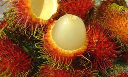 Quả chôm chôm cũng là thuốc quý