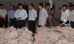 Bệnh mù mắt tại Vĩnh Châu: Không liên quan đến hóa chất bảo vệ thực vật
